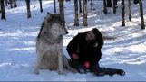 Vlk chce nejaké objatia
