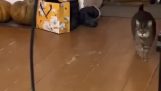 家の中を歩く盲目の猫