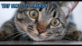 TH 가장 만족스러운 귀엽고 재미있는 고양이 편집 비디오