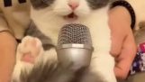 Un chat chante