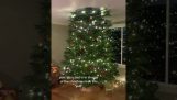 Casa demasiado pequeña para un gran árbol de Navidad