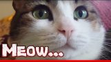 Divertidos memes de gatos recopilación de videos de animales serie Gatos
