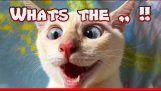 Funny cat memes videos compilation – Serie Gatos