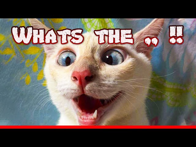 Hauska kissa meemit videot kokoelma – Kissat-sarja | VideoMan