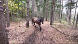 Häst slår i träd och fiser på hundar