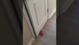 Hračka pro psa blokuje dveře