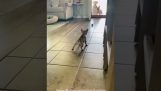 Bir köpek yavrusu yeni arkadaşlarıyla tanışır