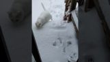 O gato gosta da neve?