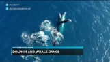 Delfiini ja valas leikkivät yhdessä