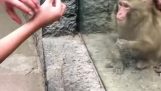 Arătând trucuri magice unei maimuțe