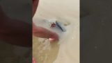 Una tartaruga incastrata nel tubo di troppo pieno di uno stagno