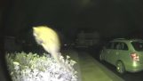 Un chat chasse la nuit