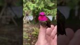 Reflexionen på fjädrarna på en kolibri