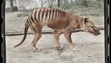 Бенджамин, последний известный тасманский тигр, в раскрашенном варианте