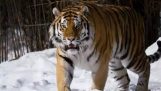 Un énorme tigre de Sibérie mâle fait peur aux autres tigres