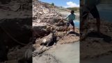 Záchrana kozy uvízlé v bahně