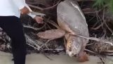 Segítség egy elakadt teknősnek