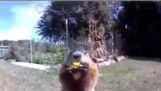 Groundhog steals farmer’Je récolte et je le mange devant la caméra de sécurité.