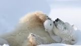 Майка полярна мечка си играе с малкото си