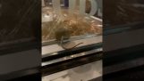 Un topo nel cestino del riso di un ristorante