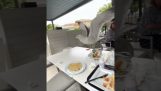 Uma gaivota come o café da manhã