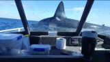 A shark jumps on a fishing boat