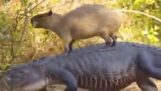 Capybara ist der Anführer der Krokodile