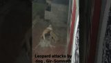 Hindistan'da leoparın saldırısına uğrayan köpek