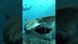一條鯊魚對著鏡頭微笑