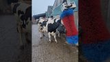 Kravy milujú kefu