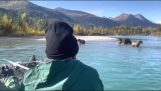 Рибарите се приближиха много близо от мечки (Аляска)