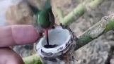 Kolibrie kuikens