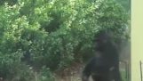 Gorilas tratando de esconderse de la policía