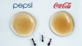 Mieren kiezen tussen Coca Cola en Pespi