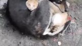 انتشال حيوانات من تحت الأنقاض بعد الزلزال الذي ضرب تركيا