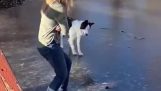 Dog’c'est la première fois sur un lac gelé
