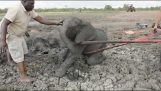 Redding van een babyolifant en zijn moeder uit diepe modder