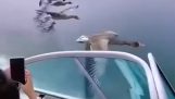 Прогулка на лодке со стаей гусей