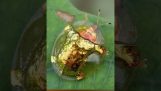 el escarabajo dorado