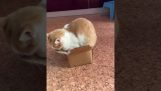 Gato tratando de caber en una caja pequeña