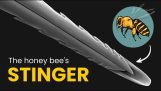 How does a bee sting work?