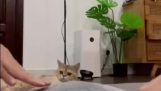 Kissa haluaa auttaa tyynyn vaivaamisessa