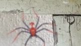 En Spiderman-edderkopp