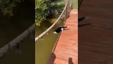 एक अनाड़ी बिल्ली पानी में गिर जाती है