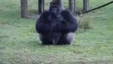 En gorilla i Zoo Miami bruker tegnspråk for å fortelle besøkende at den ikke bør mates ⁠