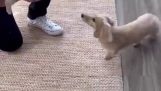 כלבי גרירה הופכים לחברים הכי טובים