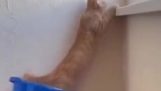Een kat houdt zichzelf gevangen
