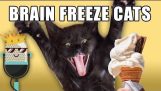 Brain Freeze Cats