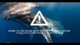 Illegaler japanischer Walfang von der australischen Regierung in der Antarktis gedreht