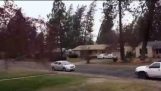 Tree kraschar på hus i blåst (Spokane, WA)